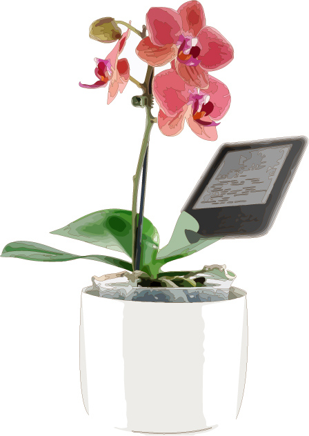 Orchidee mit Kindle - von Dierk Haasis