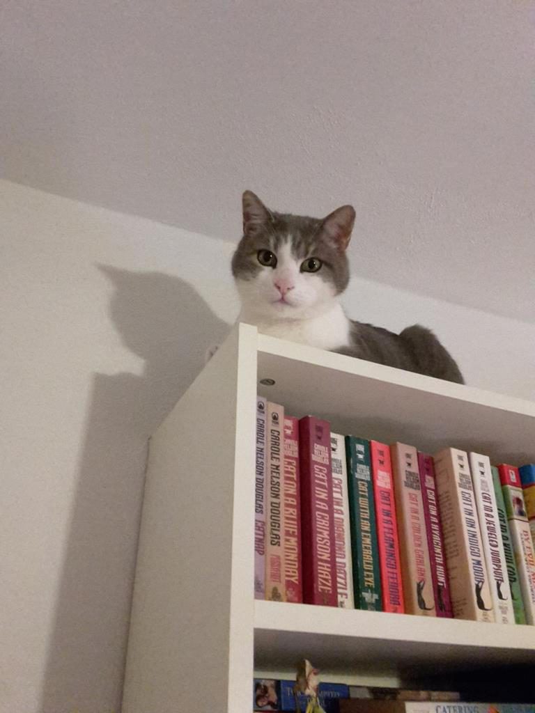 Cat on a Billy bookcase
