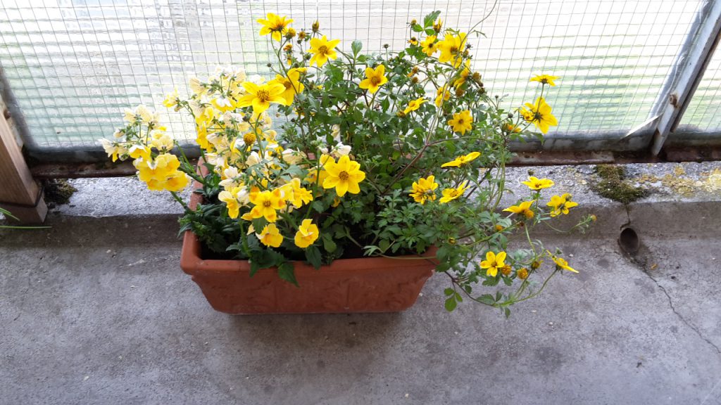 Gelbe Nemesia und Bidens im Blumenkasten