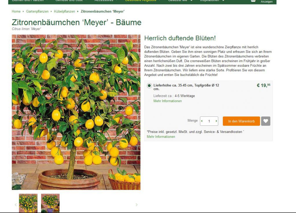 Bild Webshop bakker.com: Zitronenbäumchen Meyer