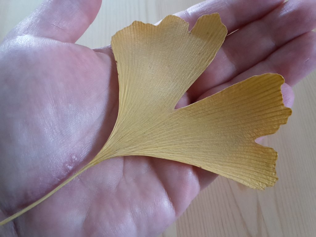 Hand mit Ginkgoblatt